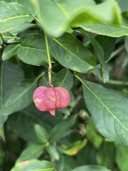 Euonymus atropurpureus