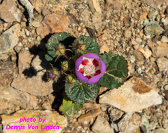 Eremalche rotundifolia