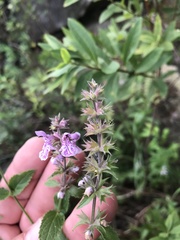 Stachys pilosa