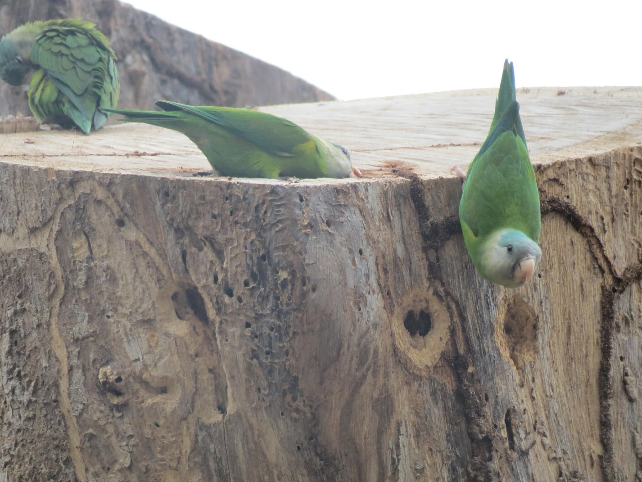 Grey-cheeked Parakeet (Brotogeris pyrrhoptera), photo 4