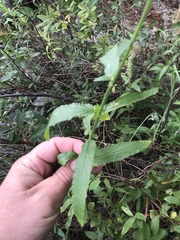 Stachys pilosa