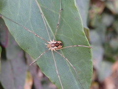 Phalangiinae