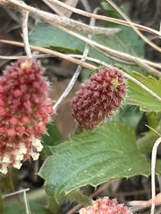Acalypha villicaulis