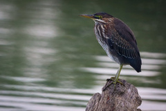 Green Heron photo 1