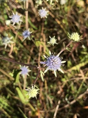 Eryngium integrifolium