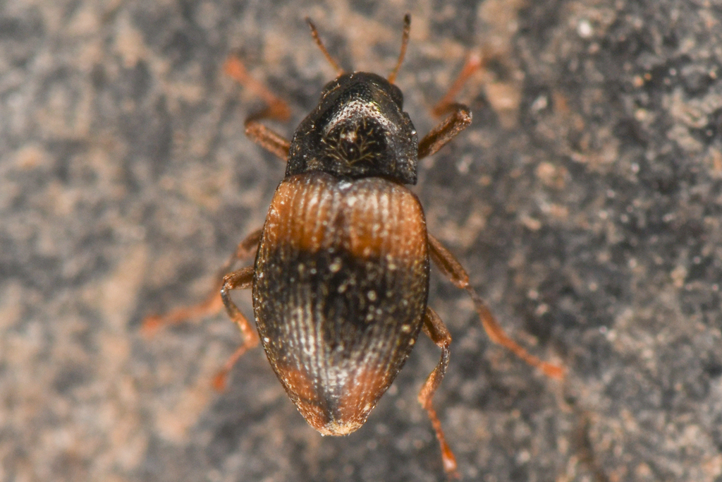 Corpulent Riffle Beetle