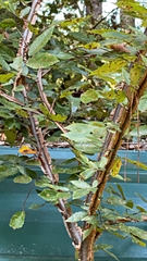 Ulmus alata