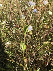 Eryngium integrifolium