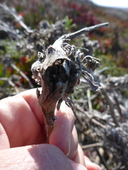 Neolasioptera lupini