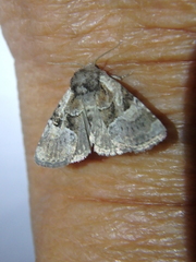 Meropleon ambifusca
