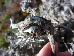 Neolasioptera lupini