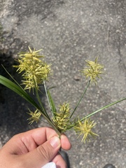 Cyperus esculentus