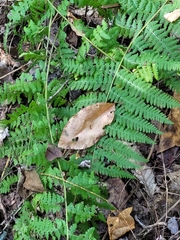 Dennstaedtia punctilobula
