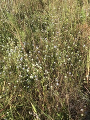 Eryngium integrifolium
