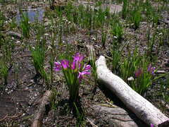 Olsynium douglasii