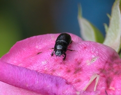 Aphodiini