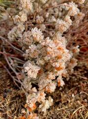 Eriogonum niveum