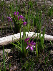 Olsynium douglasii