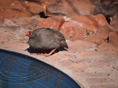 Pternistis adspersus