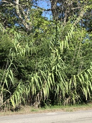 Arundo