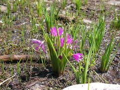 Olsynium douglasii