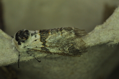 Furcula scolopendrina