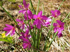 Olsynium douglasii
