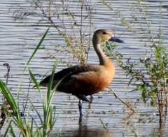 Dendrocygna javanica