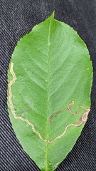 Lyonetia clerkella