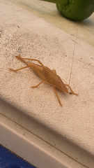 Pyrgocorypha uncinata