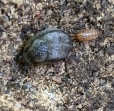Kobeltia