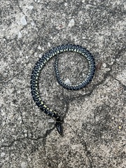 Lampropeltis nigra