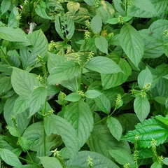 Achyranthes