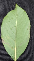 Lyonetia clerkella
