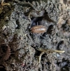 Eumalacostraca