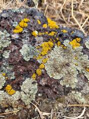 Candelariella rosulans