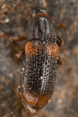Ordobrevia nubifer