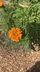 Tagetes erecta