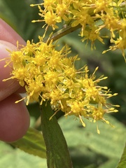Solidago curtisii