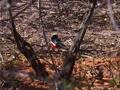 Laniarius atrococcineus