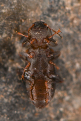 Microcylloepus pusillus