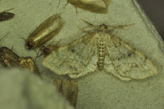 Hypagyrtis piniata