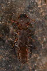 Microcylloepus pusillus