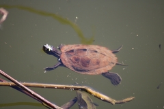 Graptemys pseudogeographica