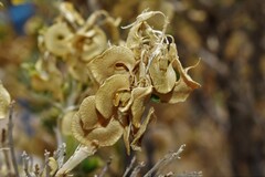 Medicago arborea