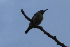 Nectariniidae