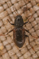 Microcylloepus pusillus