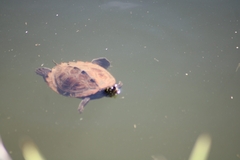 Graptemys pseudogeographica