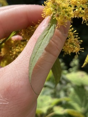 Solidago curtisii