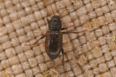 Microcylloepus pusillus